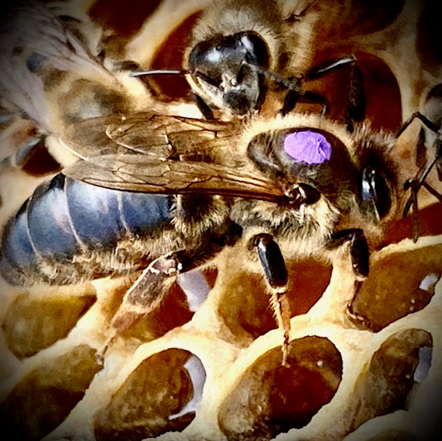 Queen Bee 2024