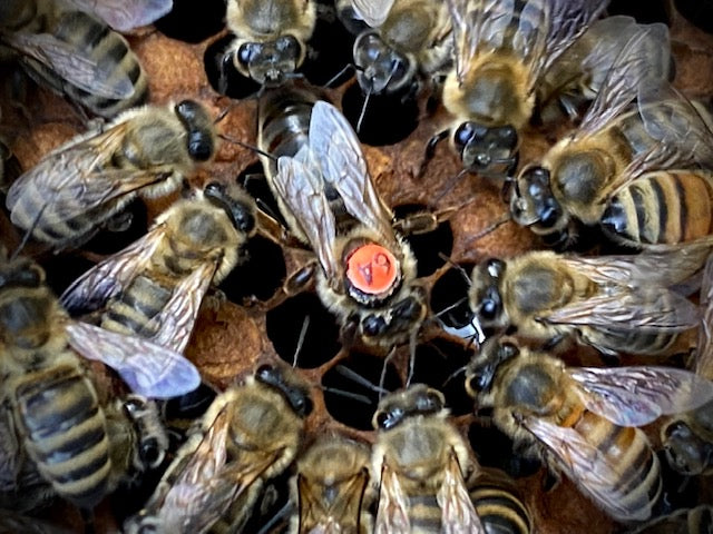 Queen Bee 2024