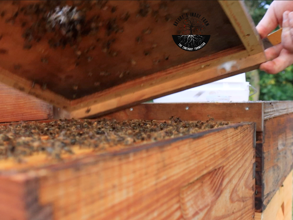 NAHBE BeeExpo 2024 Premium Wax Dipped Migratory Lid *PICKUP ONLY*