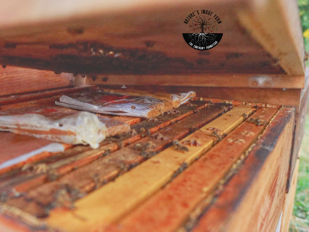 NAHBE BeeExpo 2024 Premium Wax Dipped Migratory Lid *PICKUP ONLY*