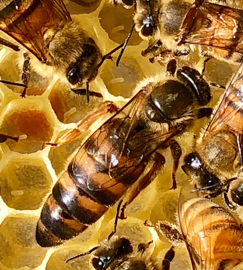 Queen Bee 2024