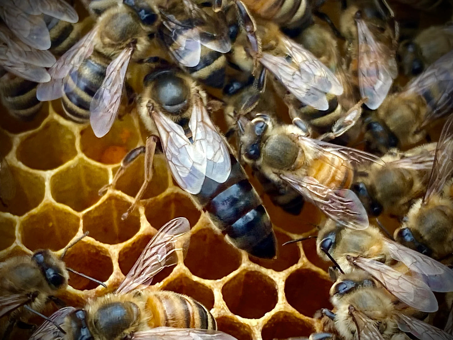 Queen Bee 2024