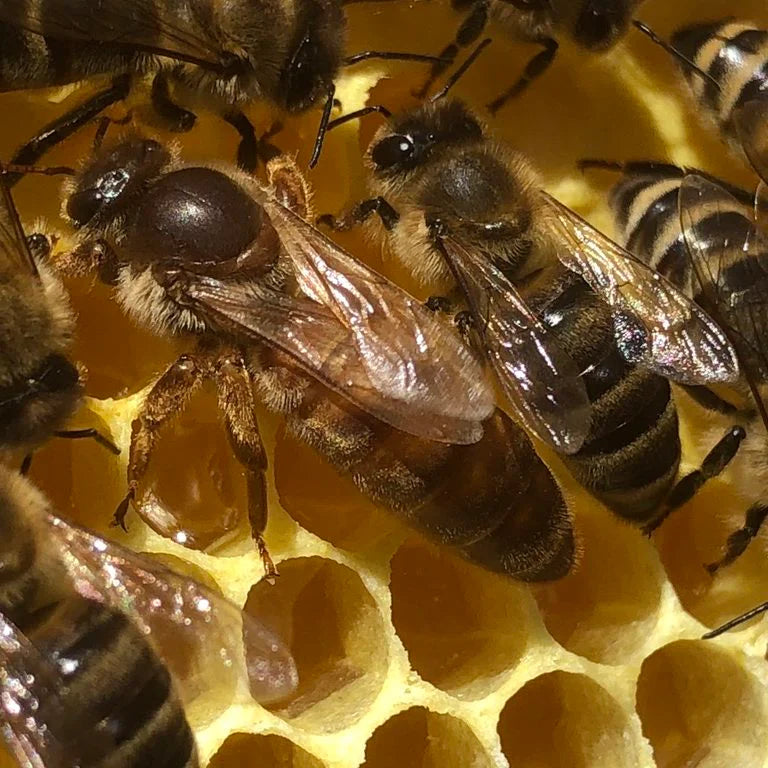 Queen Bee 2024