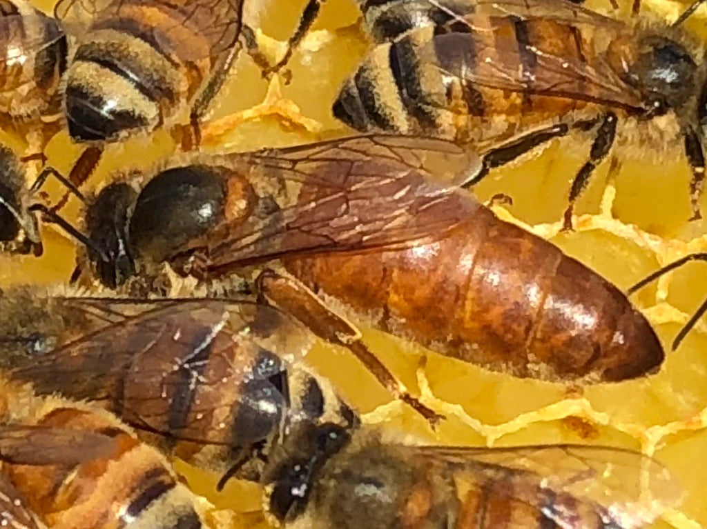 Queen Bee 2024