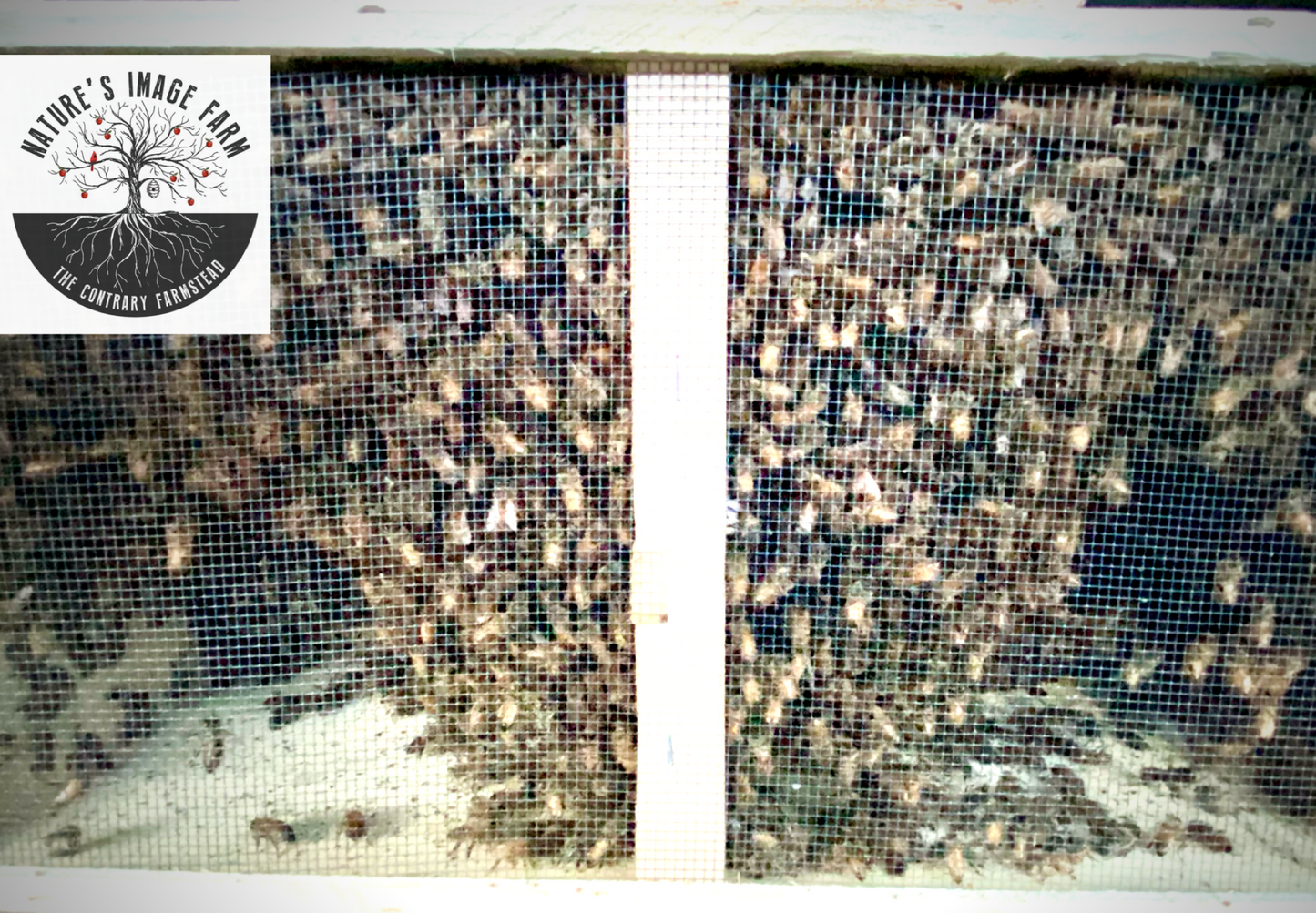 3lb Package Bees 2025