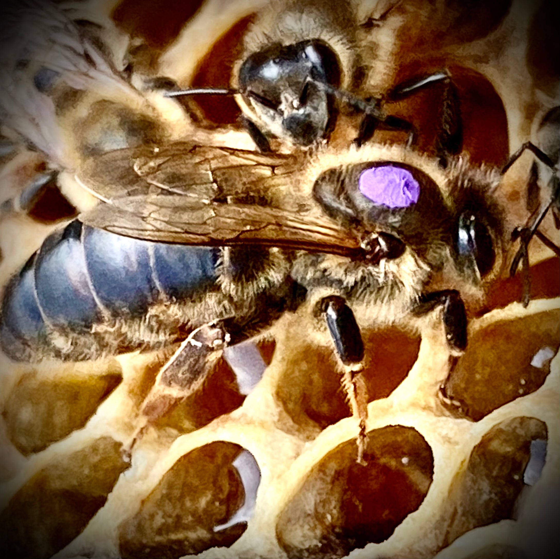 Bees – Nature's Image Farm