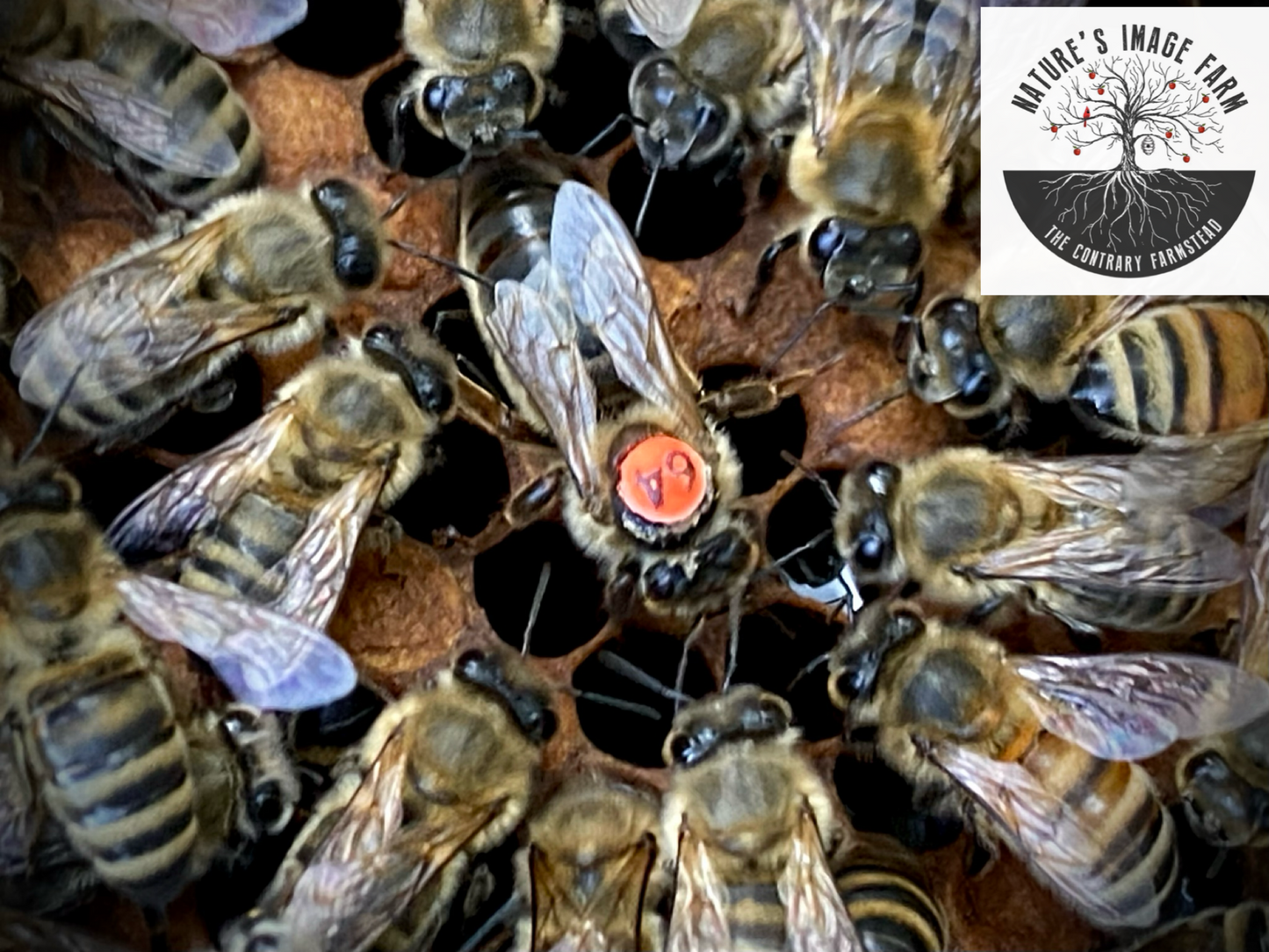 Spring Queen Bee 2026