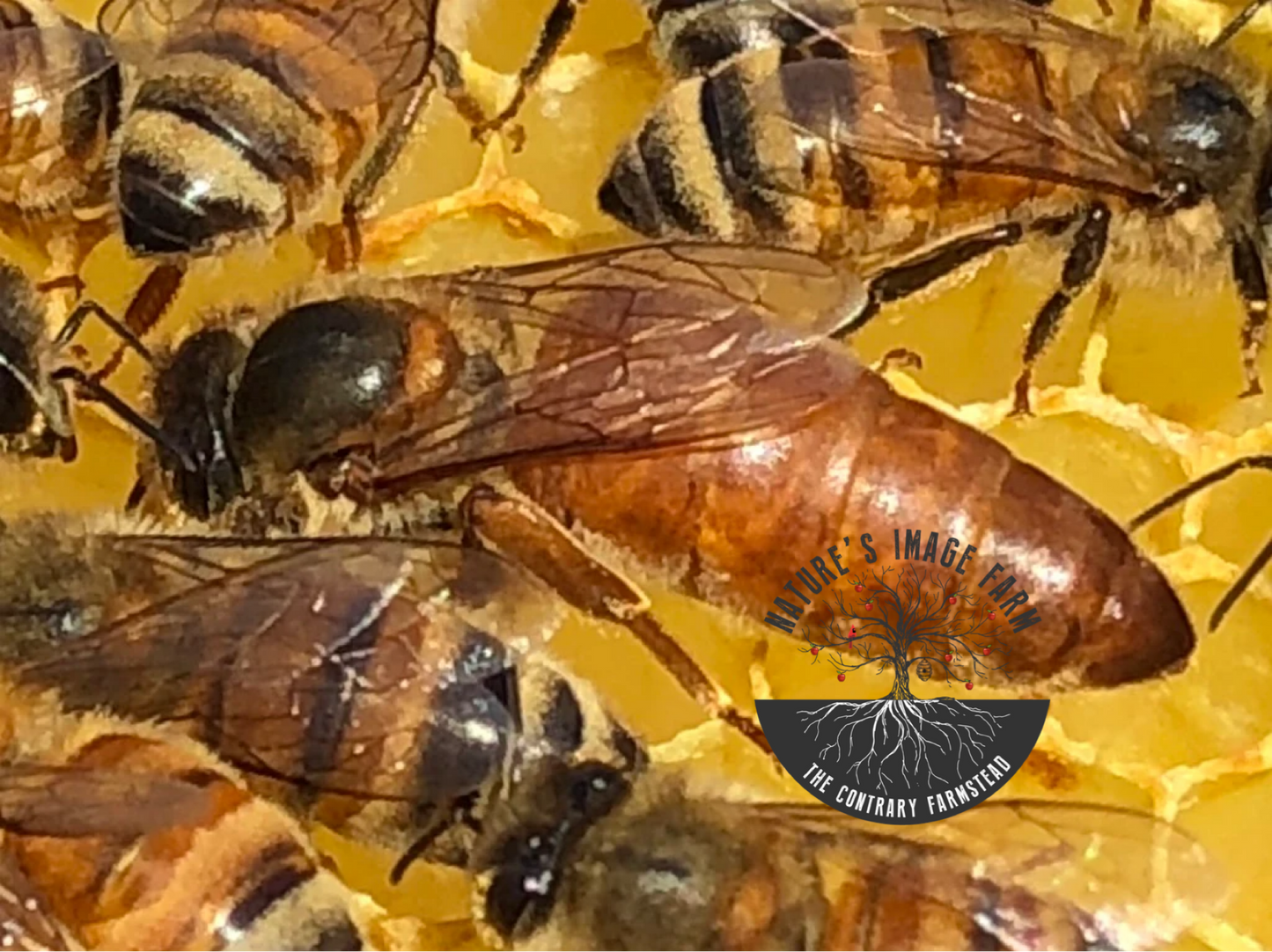 Spring Queen Bee 2026