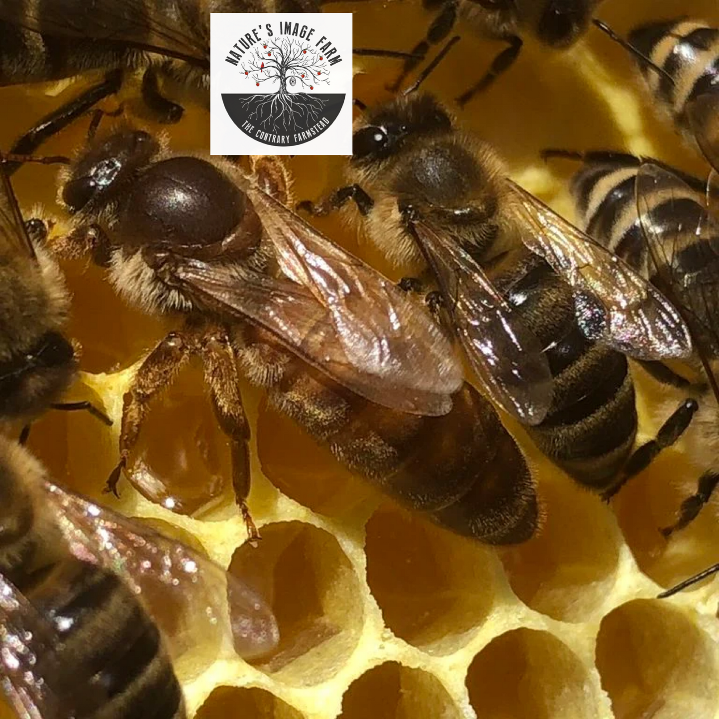 Spring Queen Bee 2026