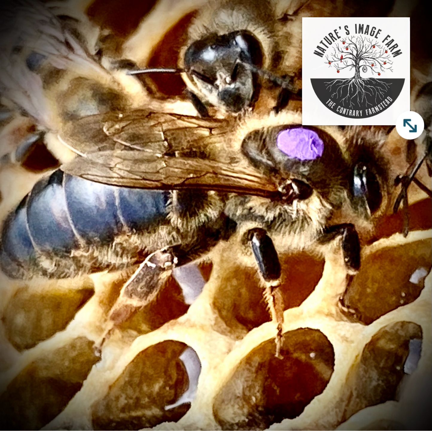 Spring Queen Bee 2026