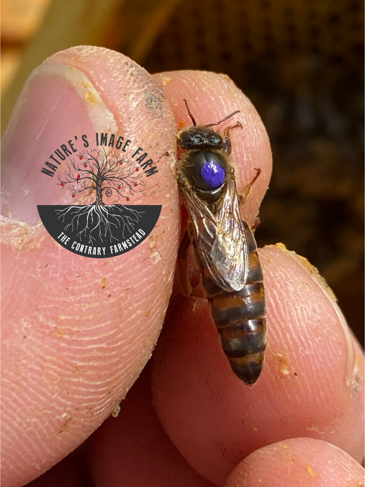 African Spring Queen Spring Queen Bee 2026 – Nature's Image Farm