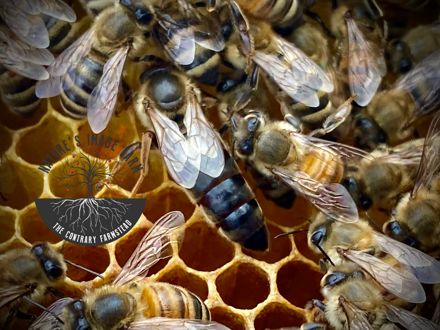 Spring Queen Bee 2026