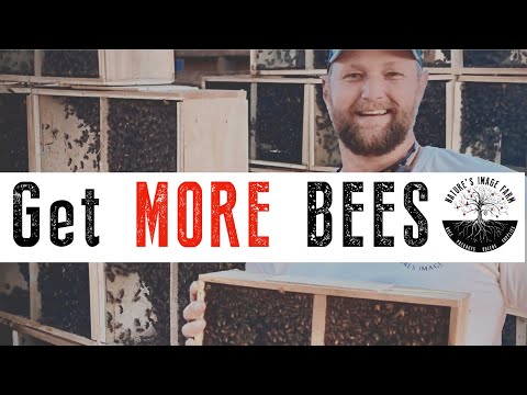 3lb Package Bees - Ohio's Package Bee Supplier – Nature's Image Farm