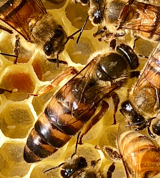Queen Bee 2024